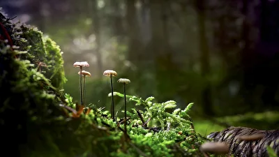 Sonnenlicht