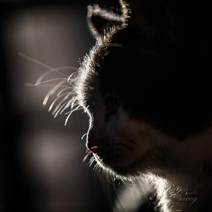 im Gegenlicht