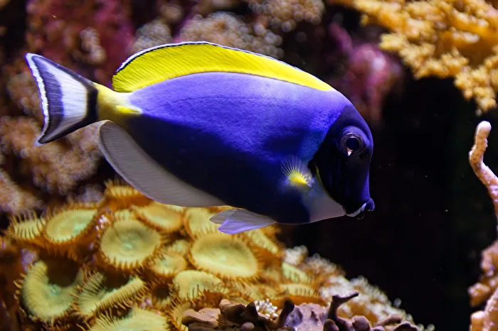 Weißkehldoktorfisch