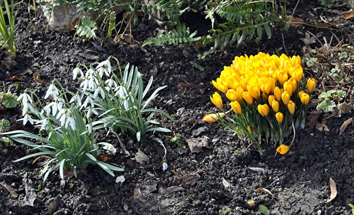 Frühjahrsblüher