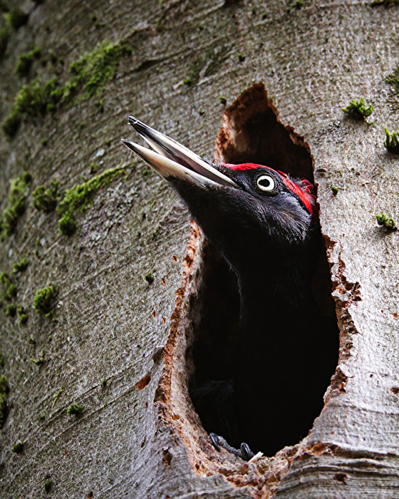 Schwarzspecht in der Nisthöhle