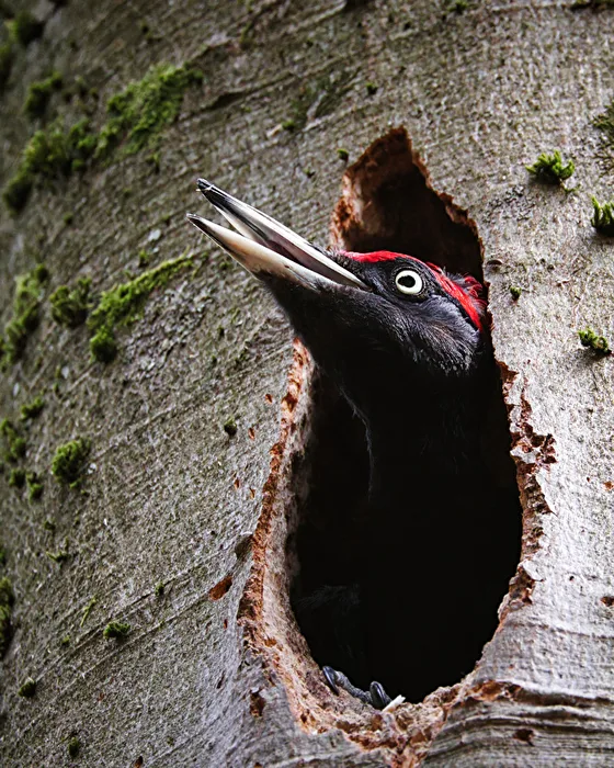 Black Woodpecker in the Nesting Cavity
