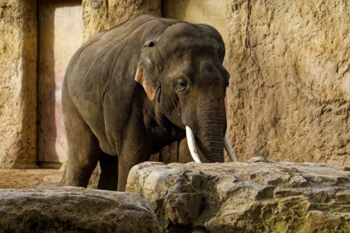 Elefant