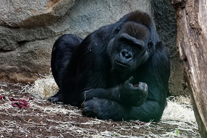 Gorilla