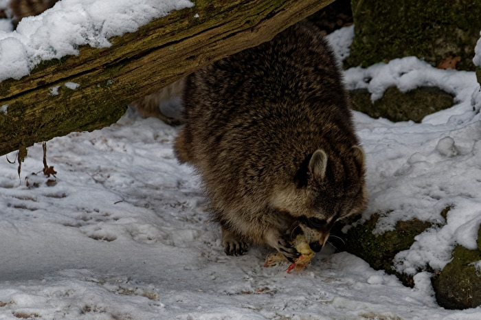 Waschbär