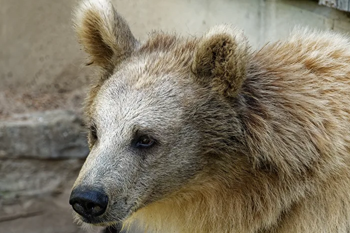 Syrian Brown Bear
