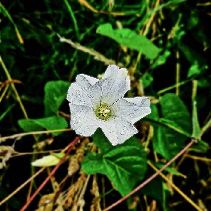 Drops of Rain
