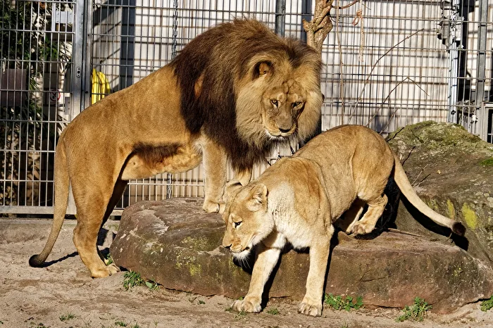 Lions