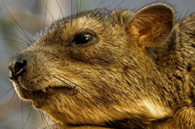 Buschschliefer