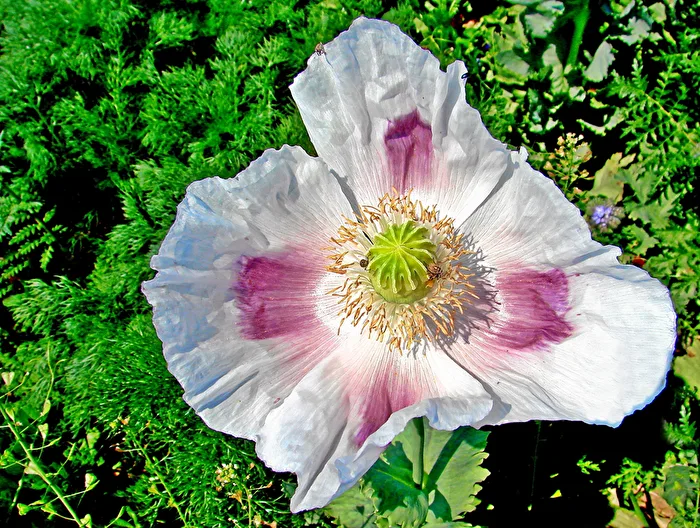 Mohnblüte