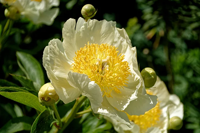 Peony