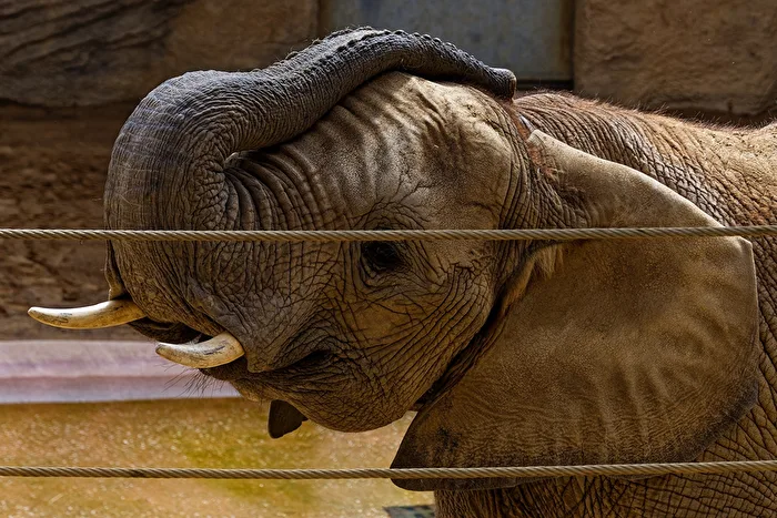 Elefant