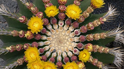 Fotowettbewerb_10-24 Ein #Kaktus mit #Blüten im #Stern #Design