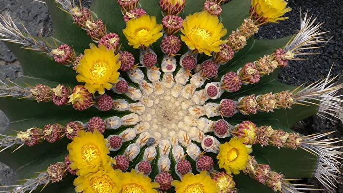 Fotowettbewerb_10-24 Ein Kaktus mit Blüten im Stern Design