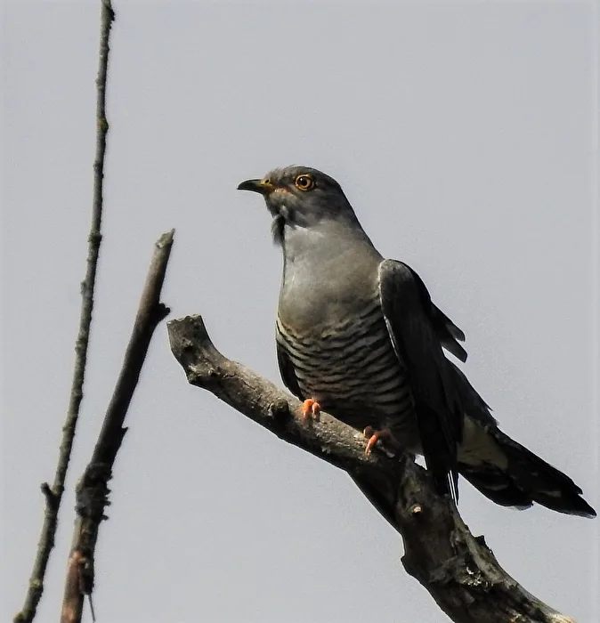 Cuckoo