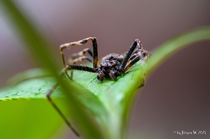 Dolomedes Sling Front