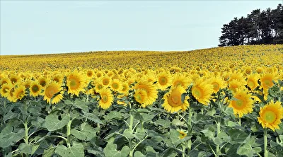 Sonnenblumenfeld
