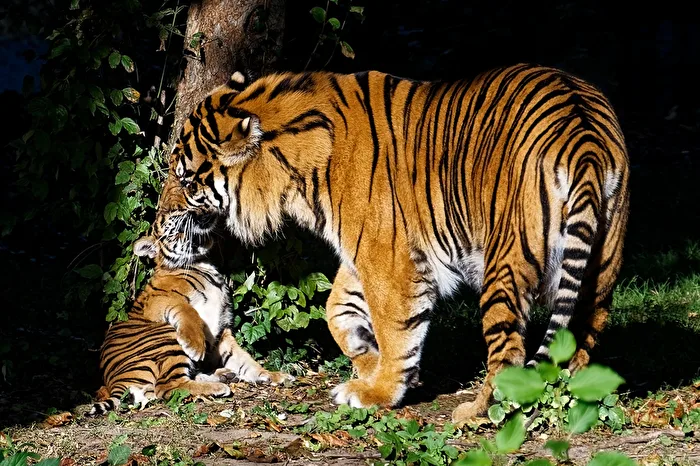 Tiger with young animal