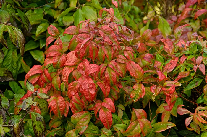 Herbstblätter