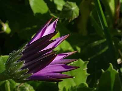 Unbekannte Bretonische Blume