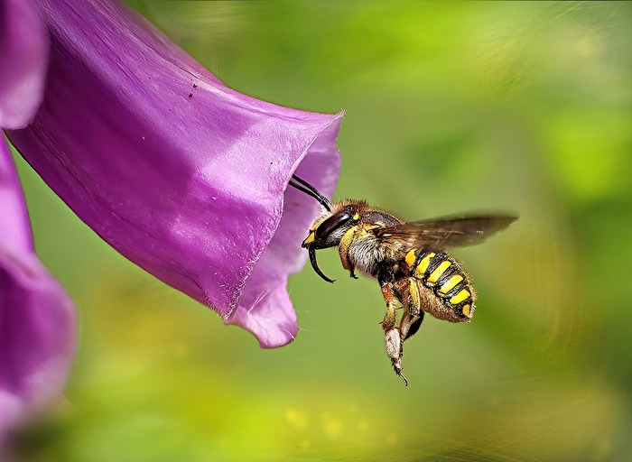 Garten-Wollbiene (Anthidium manicatum)