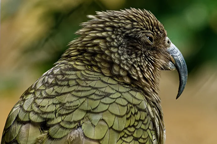 Kea