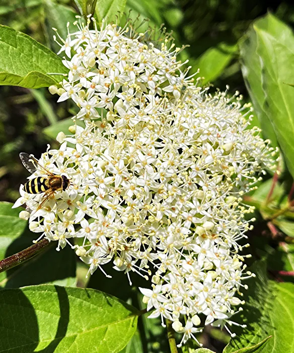 Bees / Elderflower