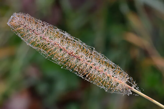 Nebeltröpfchen II