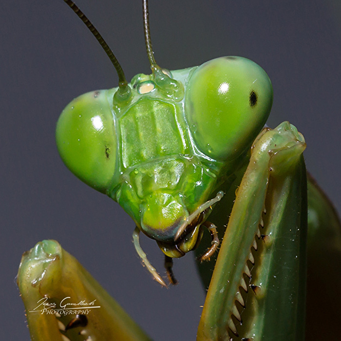 Portrait einer Gottesanbeterin