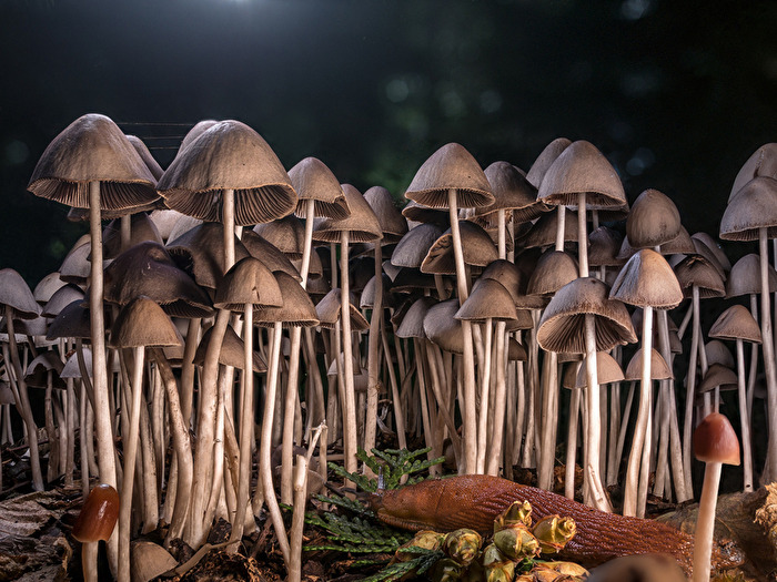 Eine Schnecke im Pilz-Wald