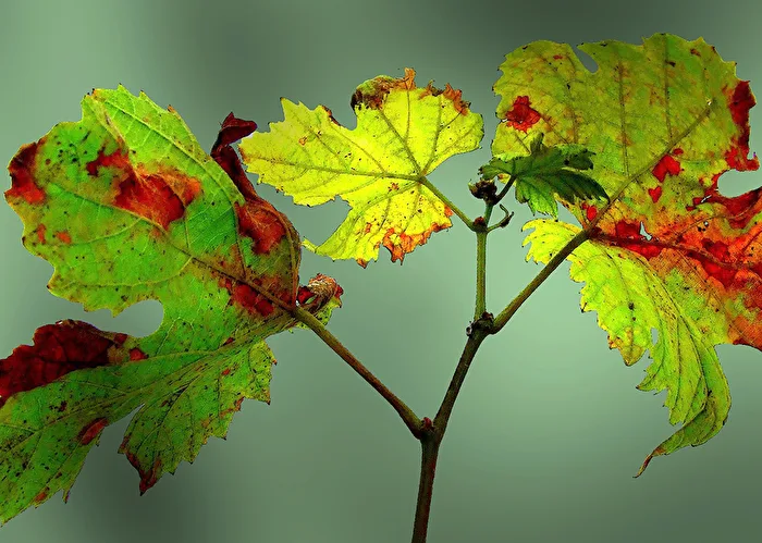 Bunter Herbst
