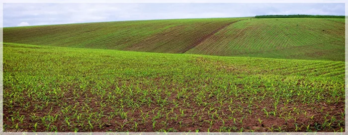 Spring in the Field