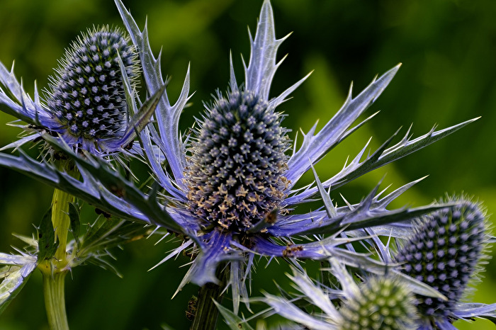 Agavenbl. Edeldistel