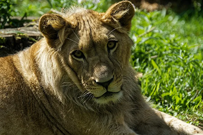 junger Löwe