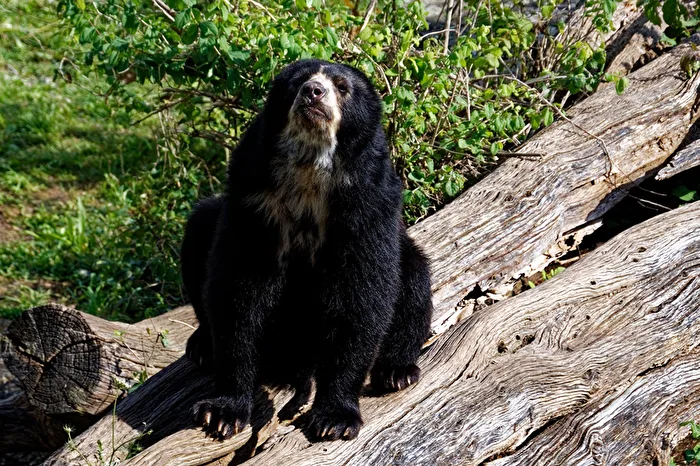 Spectacled Bear