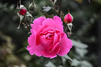 Soft Rose