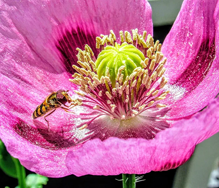 Hellwach im Schlafmohn