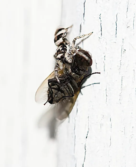 Zebraspringspinne mit Beute