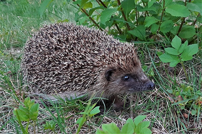 " Gern gesehener Gartenbewohner "