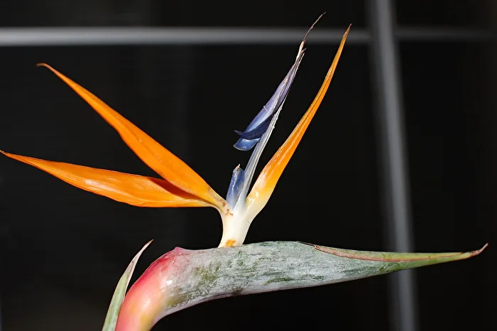 Bird of Paradise = TianTang Niao = Strelitzia