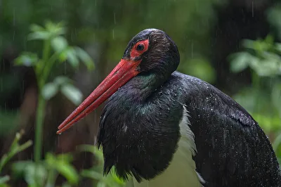 endlich Regen