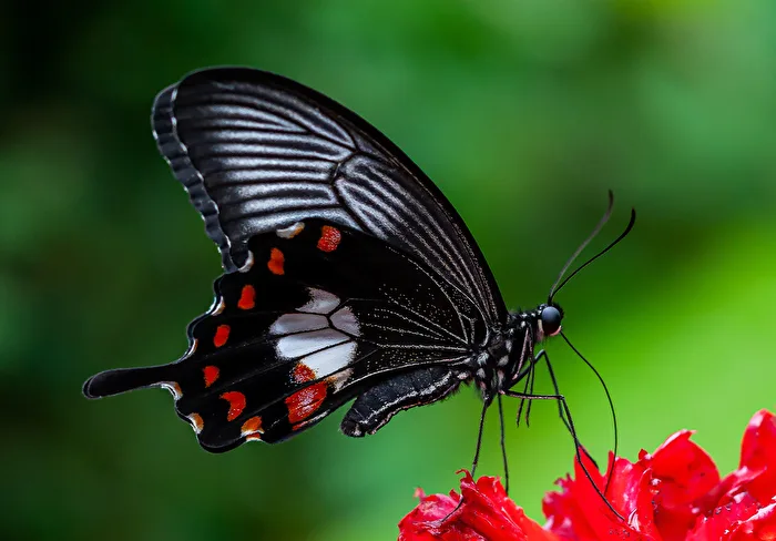 Weiße Rose (Pachliopta aristolochiae)