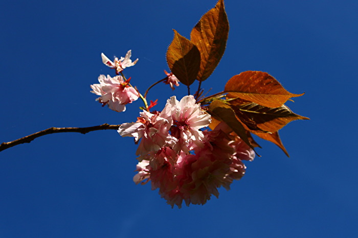 Blüten