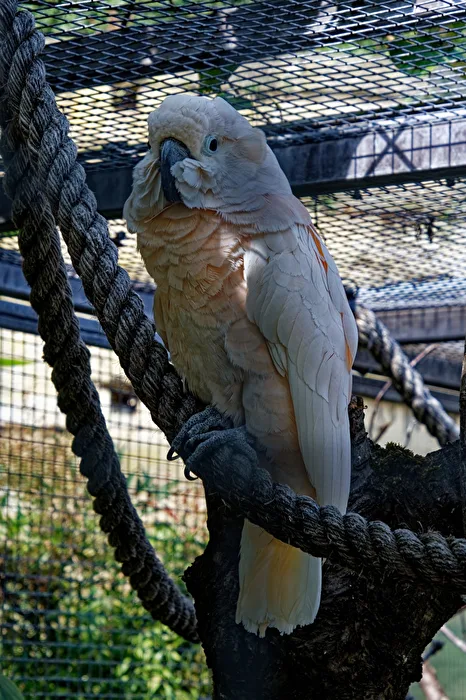 Pink Cockatoo