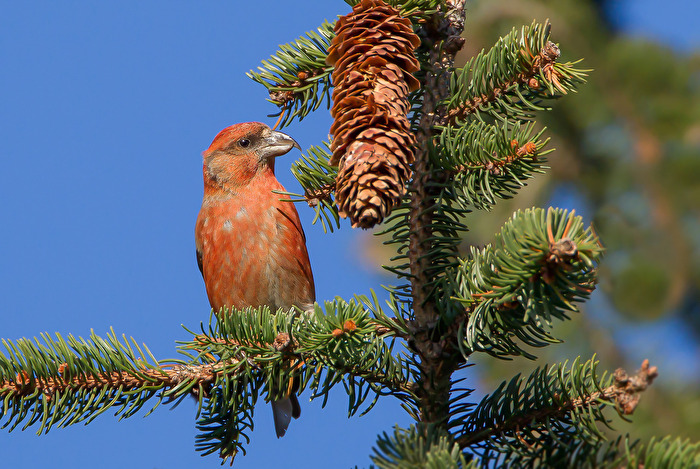 Fichtenkreuzschnabels (Loxia curvirostra)