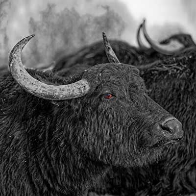 Color-Key Grantiger Wasserbüffel