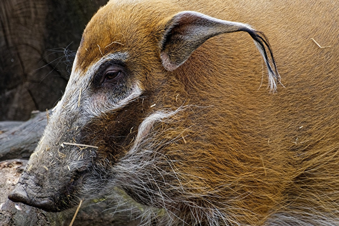 Pinselohrschwein
