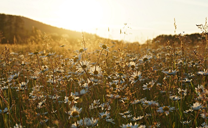 Sommer