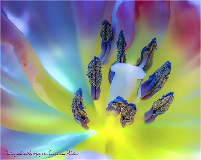 Tulpen - Tulpenkelch