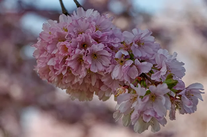 Kirschblüten